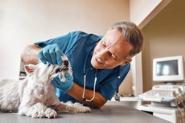 Best Emergency Dentist for Special Needs Patients in Chester Center, CT